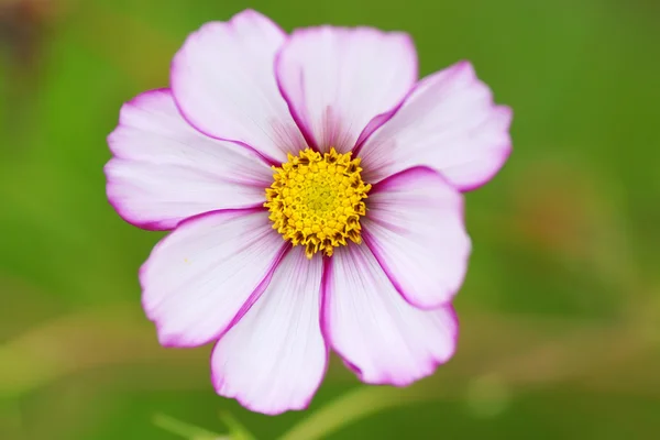 Flor rosa en el jardín. —  Fotos de Stock