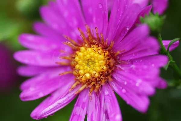 Flor rosa en el jardín. —  Fotos de Stock