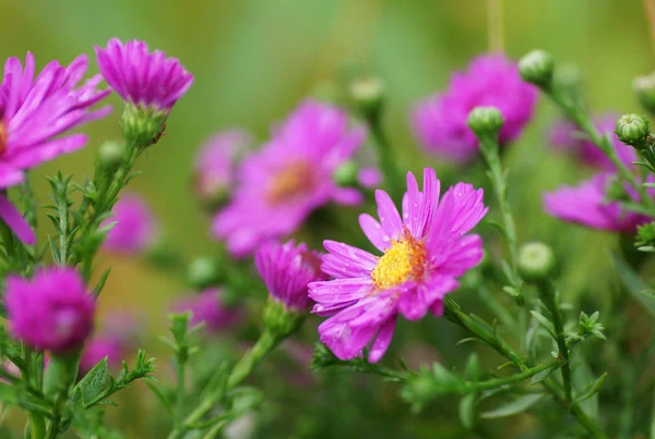 Pink flower in the garden. — Stock Photo, Image