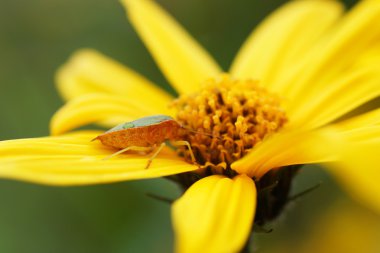 Tahtakurusu sarı bir çiçek üzerinde oturur.