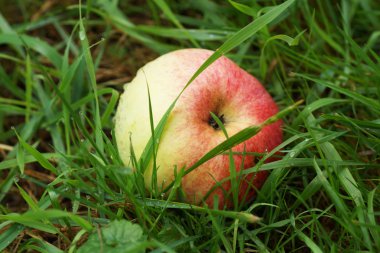 Otların arasında yalan elma.
