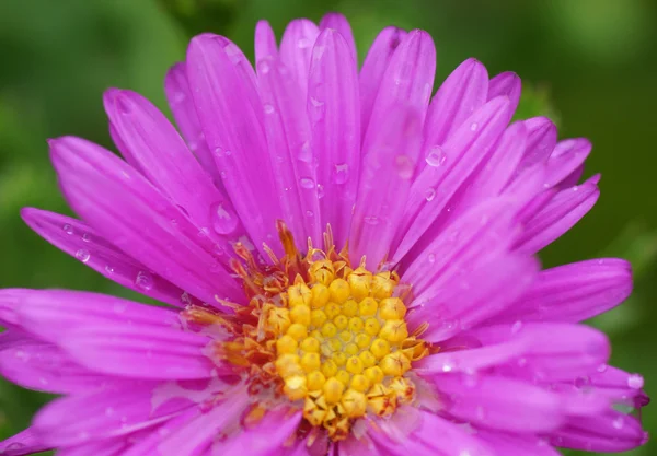 Flor rosa en el jardín. —  Fotos de Stock