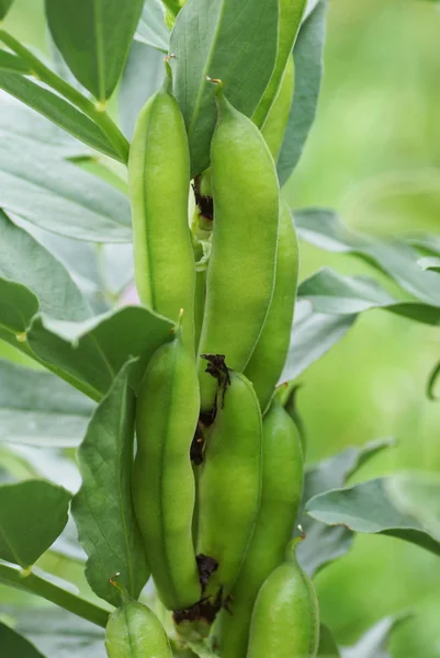 The beans grow in the garden. — Stock Photo, Image