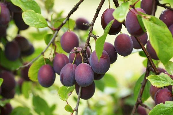 Plums on the branch. — Stock Photo, Image