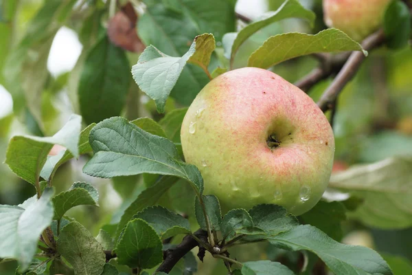 Apple growing on a branch in the garden. — Stock Photo, Image