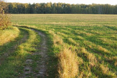 Sonbahar alan orman arka plan üzerinde.