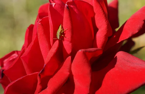 Pluskwa siedzi na czerwony kwiat — Zdjęcie stockowe
