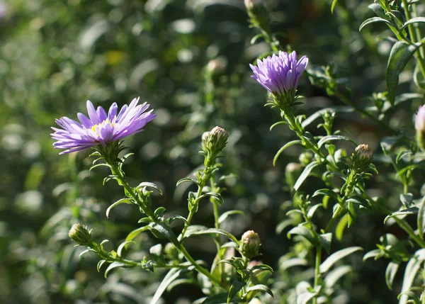 Pink flower in the garden. — Stock Photo, Image