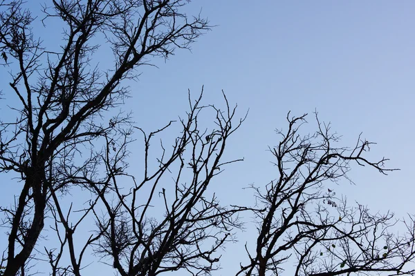 De takken van de oude boom — Stockfoto