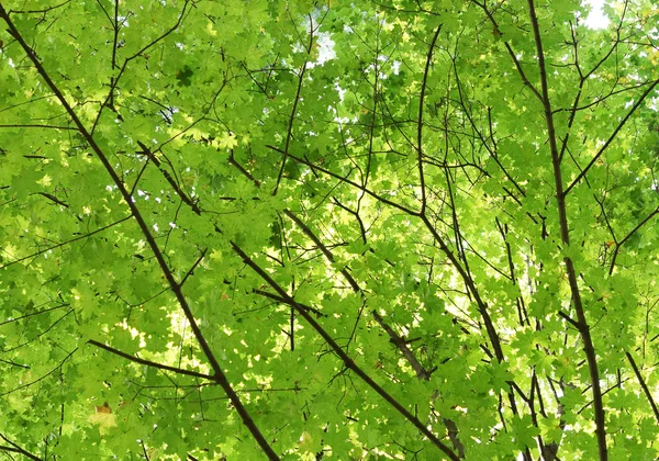 As folhas na árvore. Bordo . — Fotografia de Stock