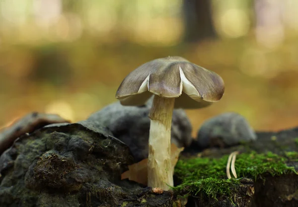 Brown mushroom in the woods. — Stock Photo, Image