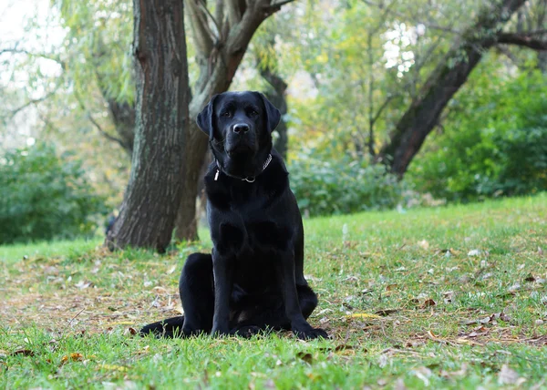 Black dog in the woods. — Stock Photo, Image