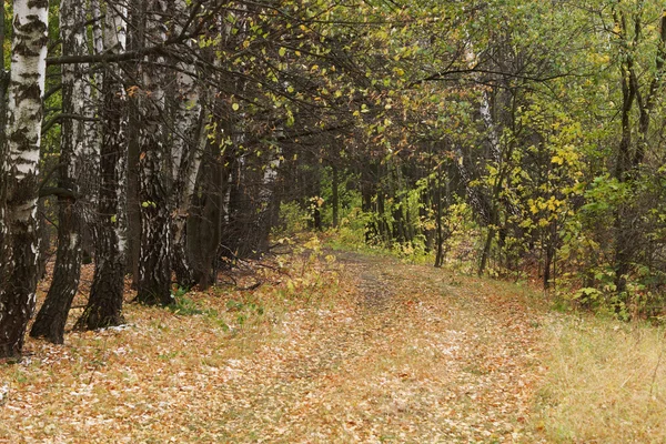 Árboles en un bosque en otoño . — Foto de Stock