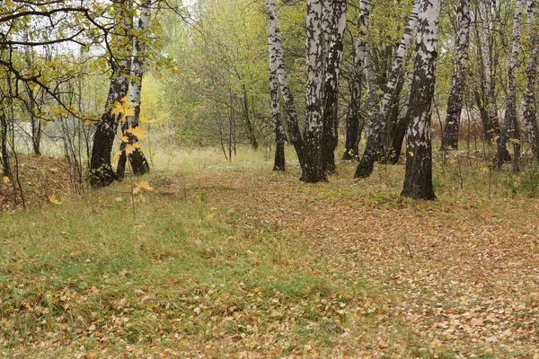 Árboles en un bosque en otoño . — Foto de Stock