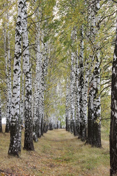 Birch grove in the woods. — Stock Photo, Image