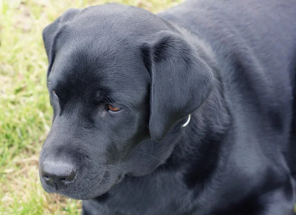 Black dog lying in the field. — Stock Photo, Image