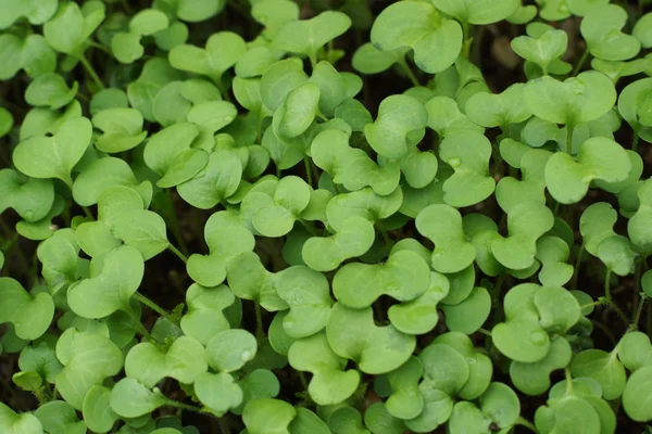 Frøplante i en gryde . - Stock-foto