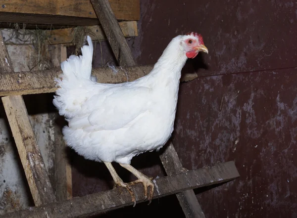 The chicken in the chicken coop. — Stock Photo, Image