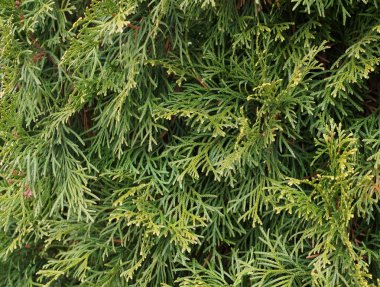 Güneş tarafından aydınlatılmış ardıç dalları. 