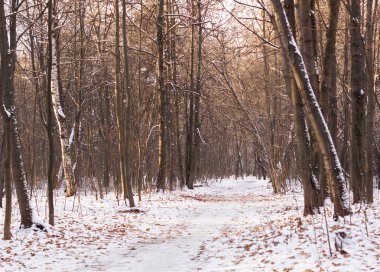 Yolun ortasında kış ormanda.