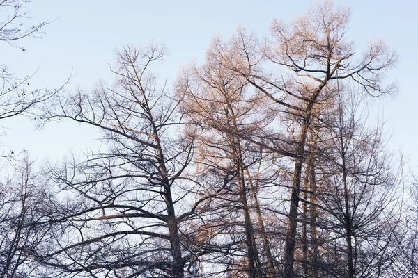 Las ramas del viejo árbol —  Fotos de Stock