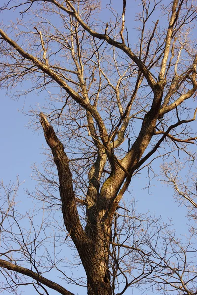 De takken van de oude boom — Stockfoto