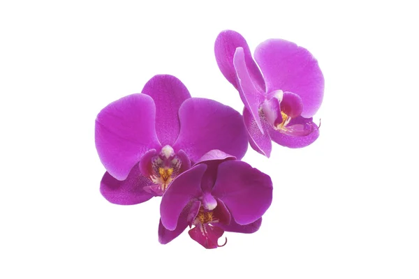 Orquídea de flores. Morado . — Foto de Stock