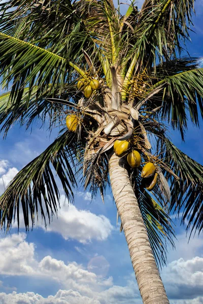 Hindistan Cevizi Palmiyesi Ağacı Cocos Nucifera Mavi Gökyüzü Olan Bir — Stok fotoğraf