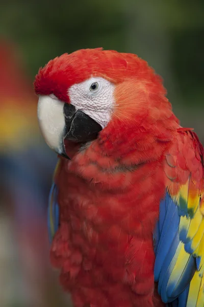 Scarlet Macaw Ara macao si trova nel sud del Messico, America Centrale e Sud America. In Sud America, la specie si trova a sud fino all'Argentina nord-orientale. Ara macao è più comune in tutto il bacino amazzonico . — Foto Stock
