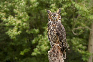 Portrait of a adult Great Horned Owl Bubo viriginianus perch on a old dead tree stump