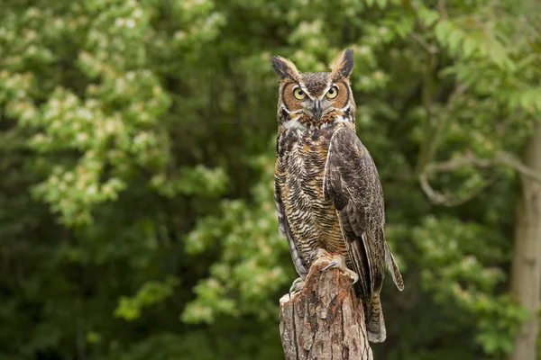 Portrait of a adult Great Horned Owl Bubo viriginianus perch on a old dead tree stump