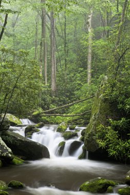 Relaxing scenic along the Roaring Fork Motor Tour in the Great Smoky Mountains National Park Tennessee USA