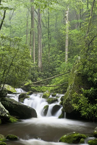 Relaxing scenic along the Roaring Fork Motor Tour in the Great Smoky Mountains National Park Tennessee USA — Stockfoto