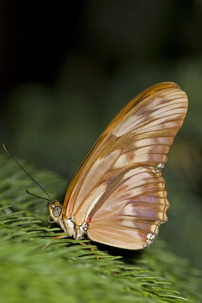 Portrait of a beautiful tropical butterfly setting in a conifer tree — Stok fotoğraf