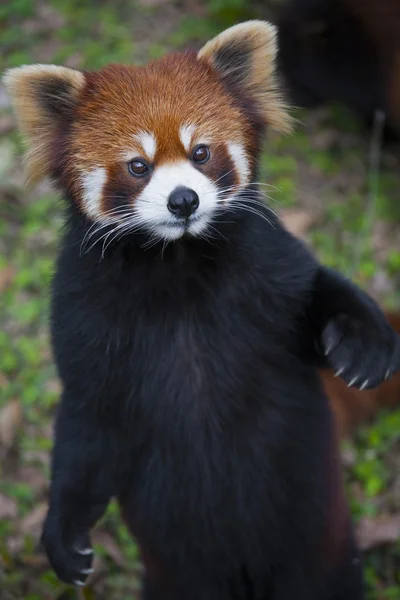 The red panda Ailurus fulgens, also known as Lesser Panda and Red Cat-Bear, is a small arboreal mammal native to the eastern Himalayas and south-western China — Stock Photo, Image