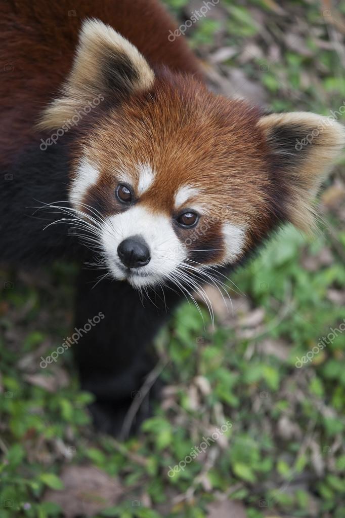 The red panda Ailurus fulgens, also known as Lesser Panda and Red Cat