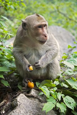 The Rhesus Macaque Macaca mulatta, is one of the best-known species of Old World monkeys.  Rhesus Macaques inhabit a great variety of habitats from grasslands to arid and forested areas. Native to northern India, Bangladesh, Pakistan, Nepal, Burma, T clipart