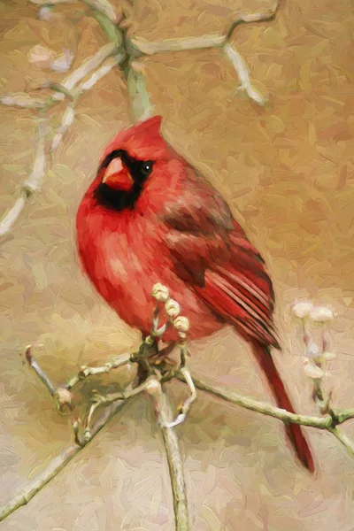 Impressionistische kunst van een mannelijke Northern Cardinal zitten in kornoelje boom in de winter — Stockfoto