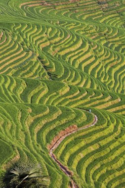 Yedi yıldız eşlik Moon, ejderhanın omurga pirinç terasları, veya Longji pirinç terasları Çince, görünümünü yakın Ping'an Köyü Kuzey Guilin, Guangxi Zhuang Özerk Bölgesi aka Guangxi eyaleti Çin bulunmaktadır