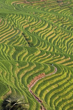 View of Seven Stars Accompany the Moon, part of the Dragon's Backbone Rice Terraces, or Longji Rice Terraces in Chinese, located close to the village of Ping'an in northern Guilin, Guangxi Zhuang Autonomous Region aka Guangxi Province China clipart