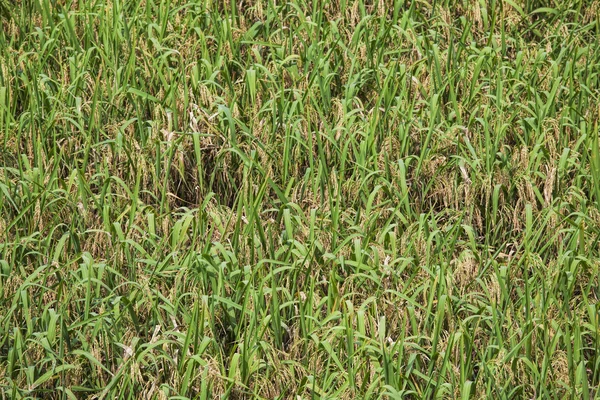 Campo di riso pronto per essere raccolto nelle Terrazze di riso della spina dorsale del drago, o Longji Terrazze di riso in cinese, situato vicino al villaggio di Pis'an nel nord di Guilin, Guangxi Zhuang Regione Autonoma aka Guangxi Provincia Cina — Foto Stock