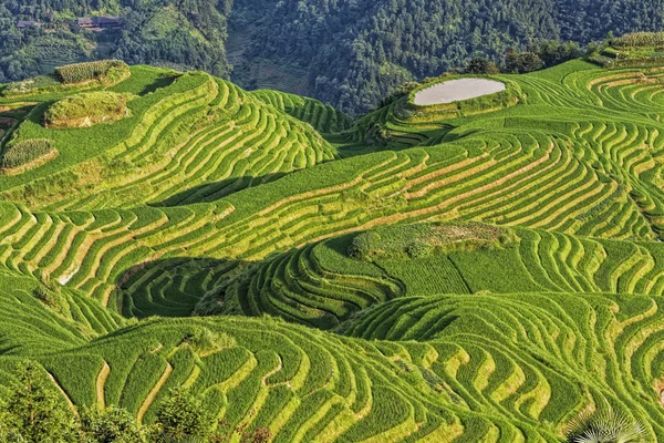 Blick auf sieben Sterne begleiten den Mond, Teil der Rückgrat-Reisterrassen des Drachen, oder Longji-Reisterrassen auf Chinesisch, in der Nähe des Dorfes Ping 'an im nördlichen Guilin, autonome Region Guangxi Zhuang aka Guangxi Provinz China — Stockfoto