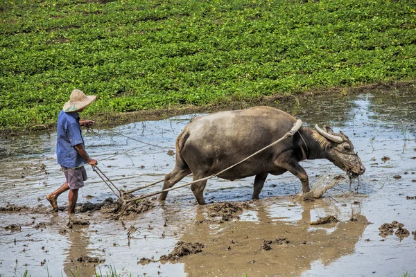 Guangxi Zhuang Özerk Bölgesi, asa Guangxi eyaleti Çin dikim için bir tarlayı öküz kullanarak Geleneksel Çince çerçevecisi