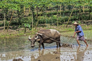 Guangxi Zhuang Özerk Bölgesi, asa Guangxi eyaleti Çin dikim için bir tarlayı öküz kullanarak Geleneksel Çince çerçevecisi