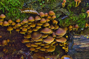 Eski bir ağaç gövdesinde güzel mantarlar