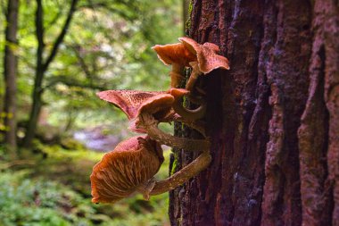 Eski bir ağaç gövdesinde güzel mantarlar
