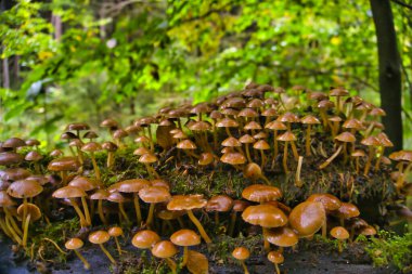 Eski bir ağaç gövdesinde güzel mantarlar