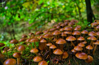 Eski bir ağaç gövdesinde güzel mantarlar