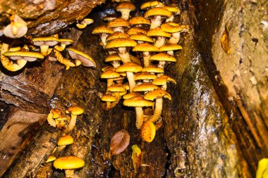 Eski bir ağaç gövdesinde güzel mantarlar