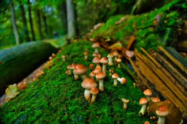 Eski bir ağaç gövdesinde güzel mantarlar